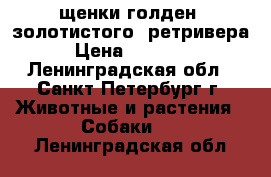 щенки голден (золотистого) ретривера › Цена ­ 35 000 - Ленинградская обл., Санкт-Петербург г. Животные и растения » Собаки   . Ленинградская обл.